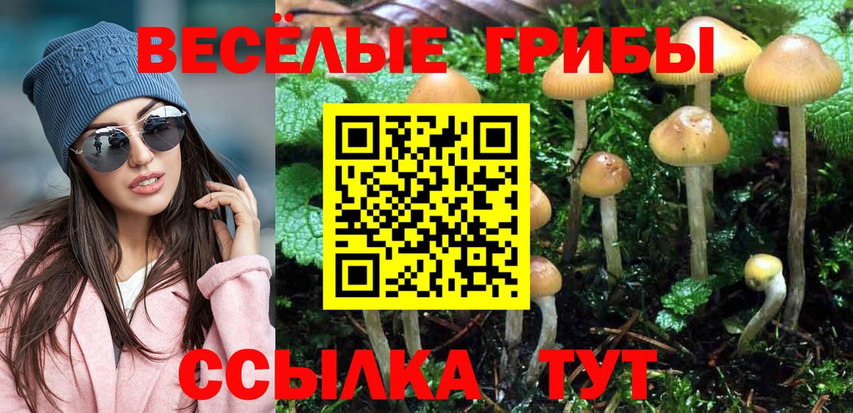 Жуковский  Псилоцибиновые грибы Cubensis  Вход с VPN 